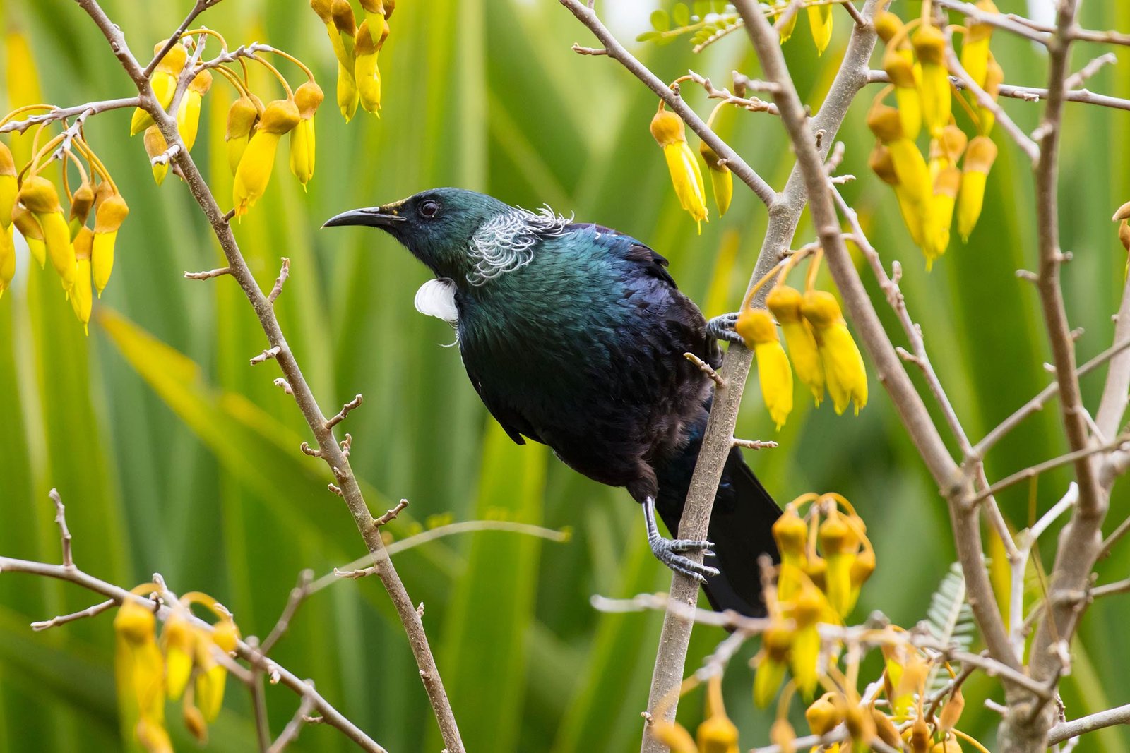 Tui Bird In New Zealand 2021 08 26 17 04 26 Utc.jpg